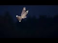 Up close and personal with a nightjar in flight thetford forest sound on