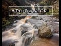 Landscape Photography | A Lone Tree & a Waterfall