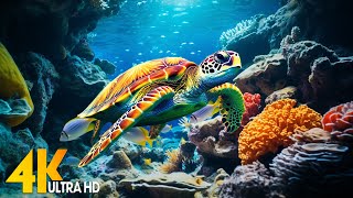 11HRS of 4K Turtle Paradise - Underwater Life Relaxation Film + Meditation Music by Jason Stephenson