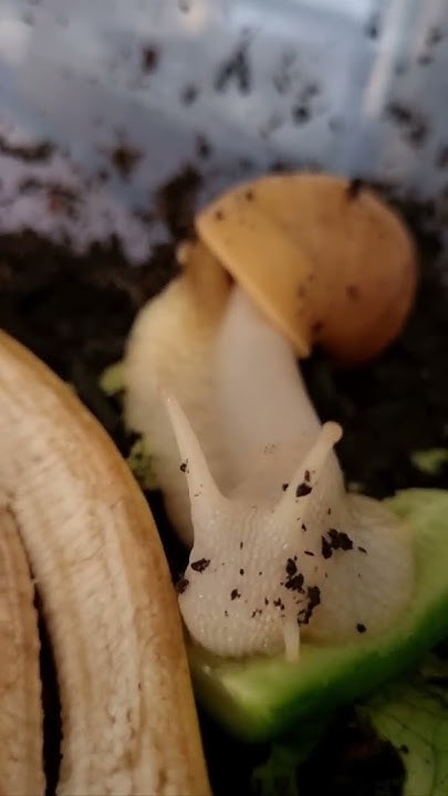 how-does-a-snail-eat-a-cucumber-shorts-snail-animal-youtube