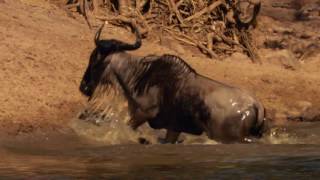 Crocodile Eating wildebeest