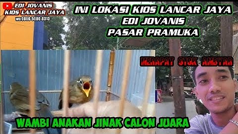 stok anakan wambie kios lancar jaya edi jovanis pasar pramuka