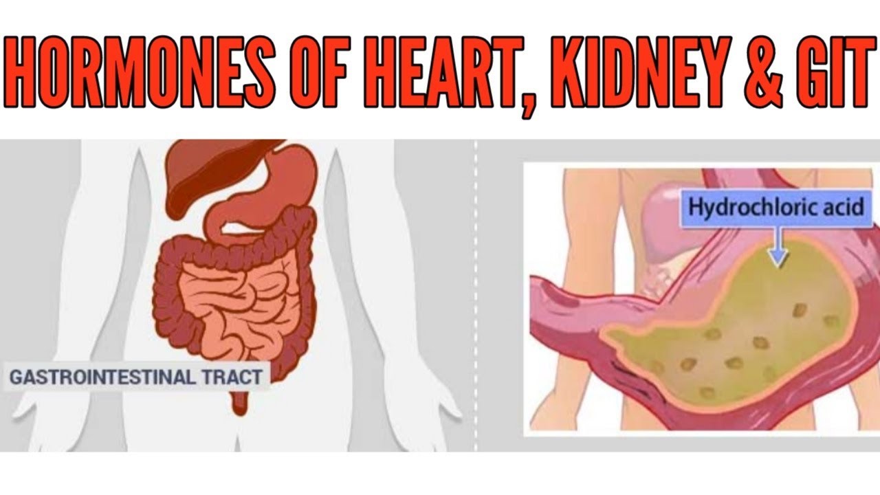Hormones of Heart, Kidney and GIT YouTube