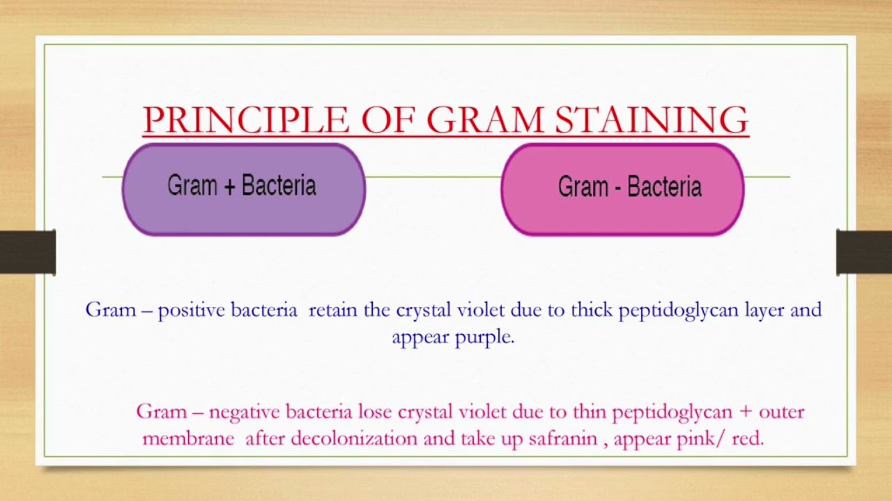Gram staining &Principle of Gram Staining &Process 