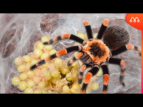 Vídeo: Onde Vive A Aranha Cruzada?