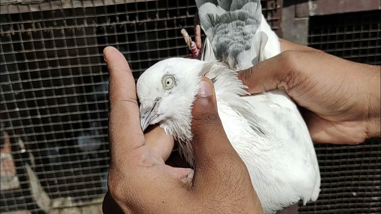 Kalpare Kaldume Kabutar ll Beeso Par Kale Kabutar ll Faizabadi High