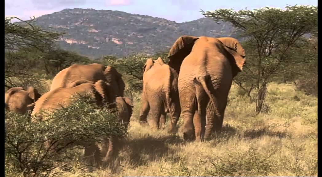 Mating In Elephants Part 2 Youtube