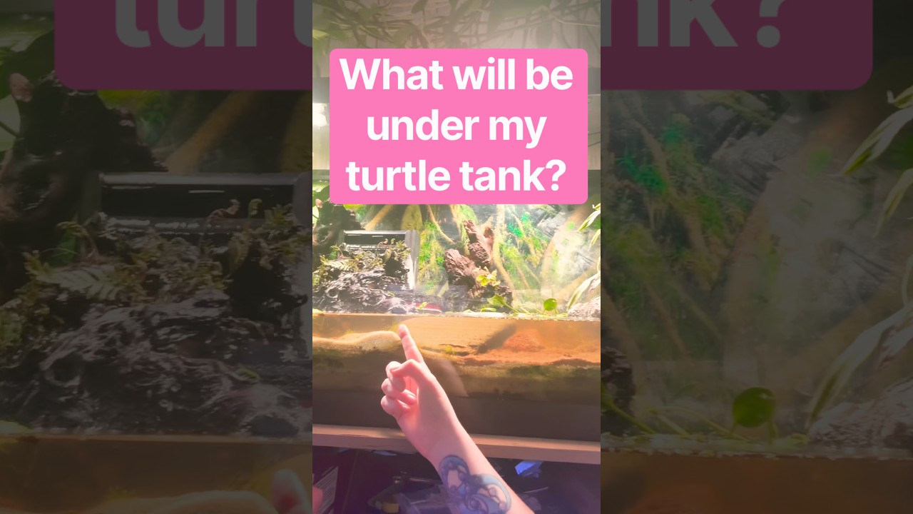 Brackish Water Tank is coming soon! #aquarium #fishtank #turtle