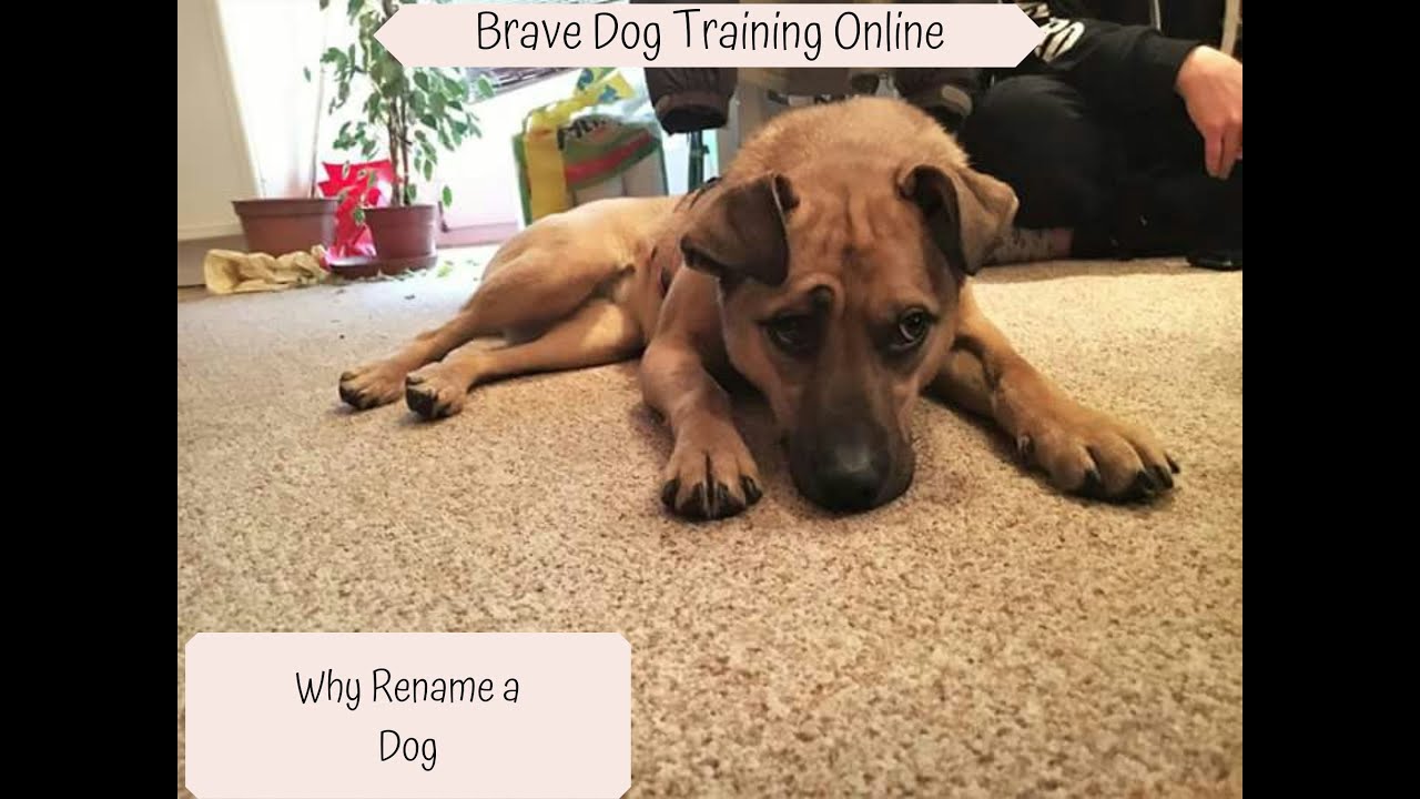 Why Rename A Dog YouTube why-rename-a-dog-youtube