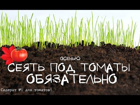 Сидерат увеличивающий урожай томатов почти в 2 раза! Какой сидерат сеять осенью под томаты?