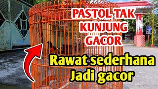 Download Lagu PUNYA PASTOL BELUM GACOR?BEGINI CARA MERAWAT MURAI PASTOL AGAR GACOR‼️ MP3