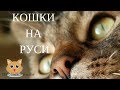 Кошки на Руси. Несколько историй на Руси посвящённых кошке.