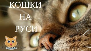 Кошки на Руси. Несколько историй на Руси посвящённых кошке. Кошки на Руси. Несколько историй на Руси посвящённых кошке.