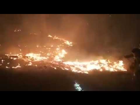 ხანძარი სოხუმის ტყეში