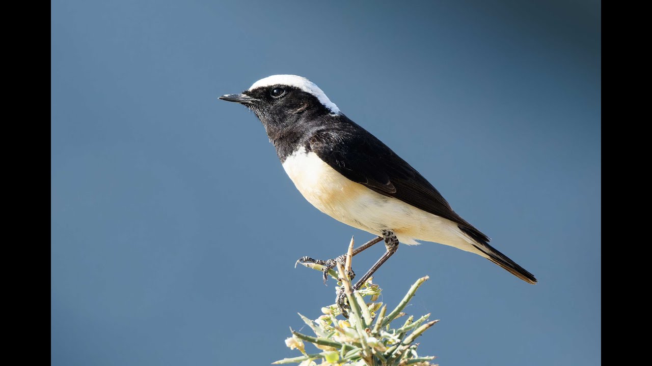 Cyprus Wheatear, Mavrokolympos Dam, Cyprus, 15/4/24