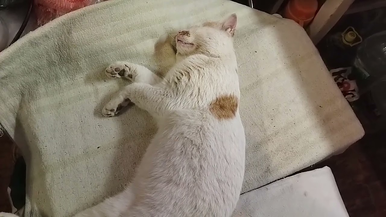 Пятнашка и Лёва. Болеем.