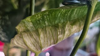 Visiting   Wakman  Plot Garden Aroid Garden Rare Plants Punggol  Singapore SG