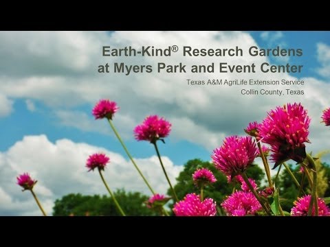 Video: What Are Earth Kind Roses: Leer oor Aarde Kind Rose Bushes