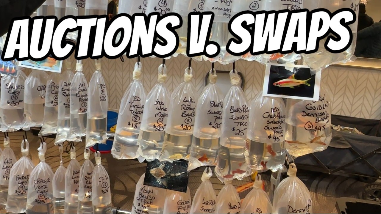 Auctions vs. Swaps, Which Do You Like Better! New Fish Room Progress, Fish Games and More!