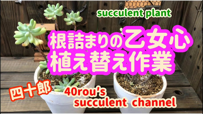 多肉植物 乙女心をチョンパして挿し木増殖 Youtube 多肉植物 乙女心をチョンパして挿し木増殖 Youtube
