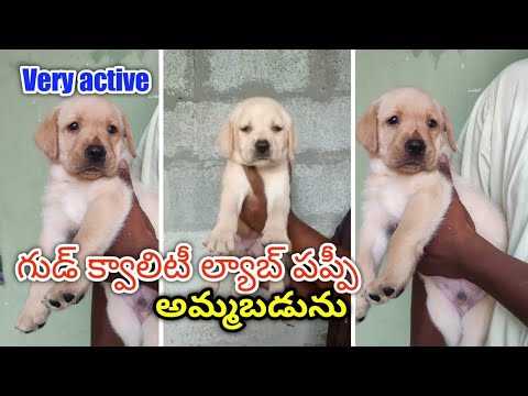 good quality lab puppy for sale in telugu/ 9441666246 / aj pets