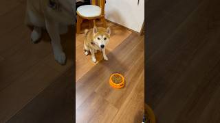 まつたけしいたけ 柴犬タロウ #柴犬 #しばわんこ #しばいぬ #shibainu