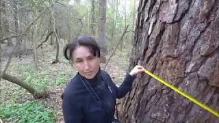 Видео Такое мало кто видел. Сосна, которой больше двух веков. Измеряем монстра. (автор: Maкс Роуд life)