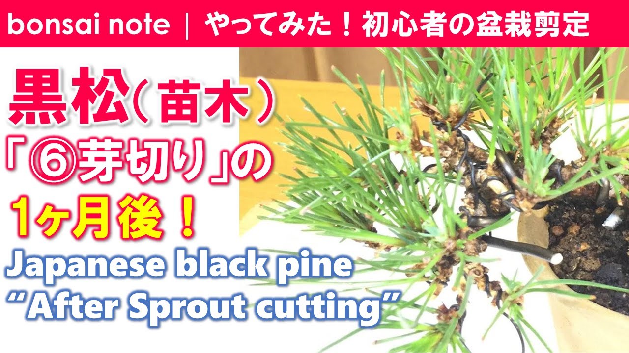 苗木で作る 黒松盆栽 芽切り1ヶ月後の黒松 Japanese Black Pine After Sprout Cutting Bonsai Youtube