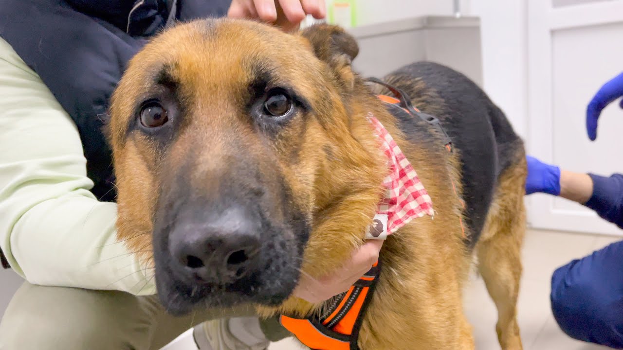 German Shepherd Reaction to a Visit to the Vet! - YouTube