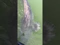 BIG CATFISH Power 🤯💥 | Giant Catfish from a Small Boat – River Catfish Fishing | Monster catfish🔥