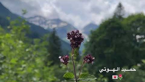 سورة الزمر- حميد الهوتي 2025