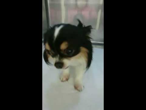 気管虚脱の犬の呼吸様式 Youtube