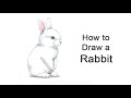 How to draw rabbit baby bunny
