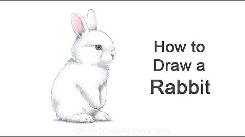 How To Draw Rabbit (Baby Bunny)