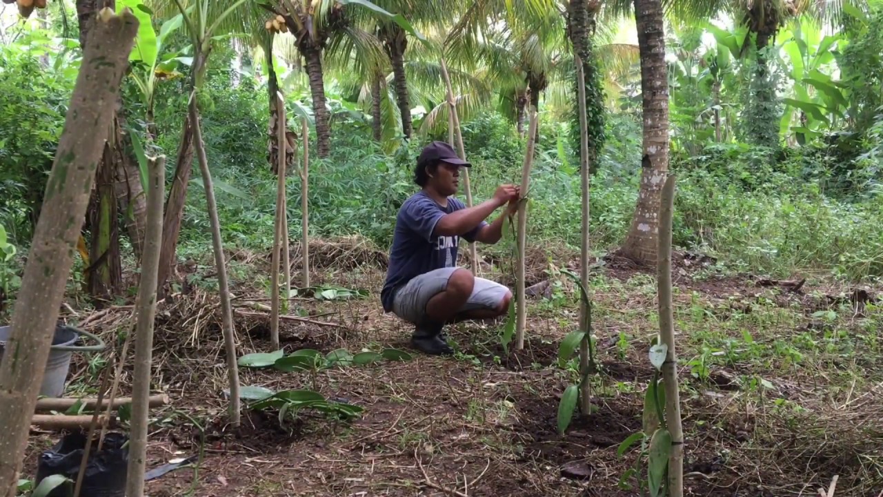 Menanam Vanili Dengan Cara Sederhana 