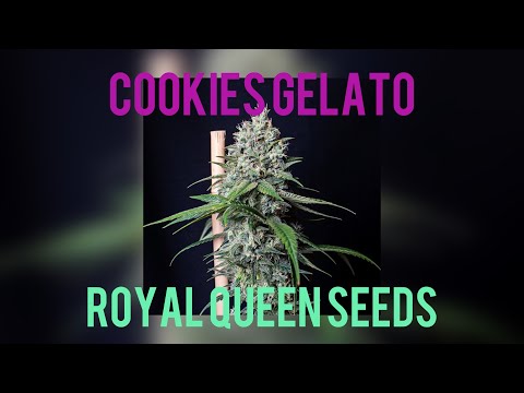 COOKIES GELATO - Royal Queen Seeds