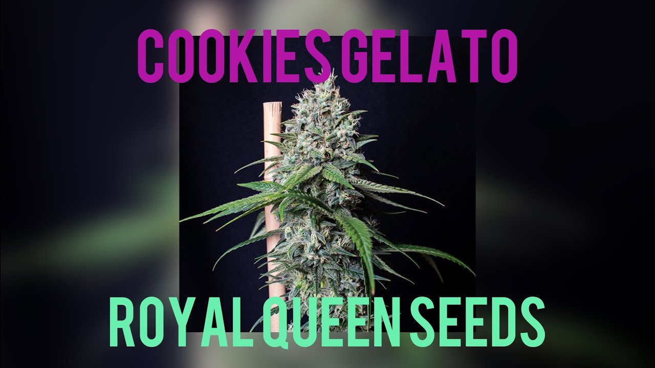 COOKIES GELATO - royal queen seeds