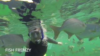 Swimming in Fish Feeding Frenzy! by AmaNature Video 2,639 views 7 years ago 1 minute, 3 seconds
