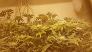 Alien rift & lady Jay day 21