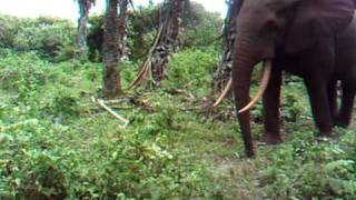 Un Éléphant Prend Peur Devant Une Caméra Piège Au Gabon (Camera Trap)