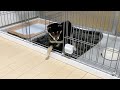 大転倒する柴犬 #shorts
