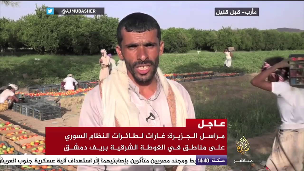 حصاد الطماطم في محافظة مأرب باليمن