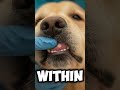 Vets check this first. Most owners never do. Save this it could save your dog’s life.#doghealth #dog
