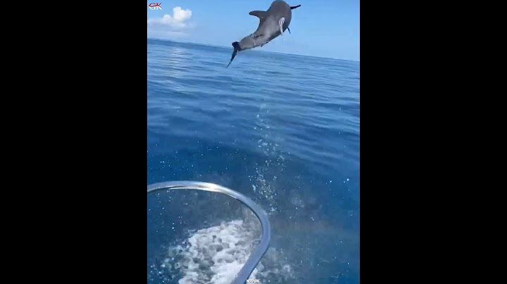 Why does a dolphin throw itself into the water like this..! 🔥🤔 #shorts #animals #viral