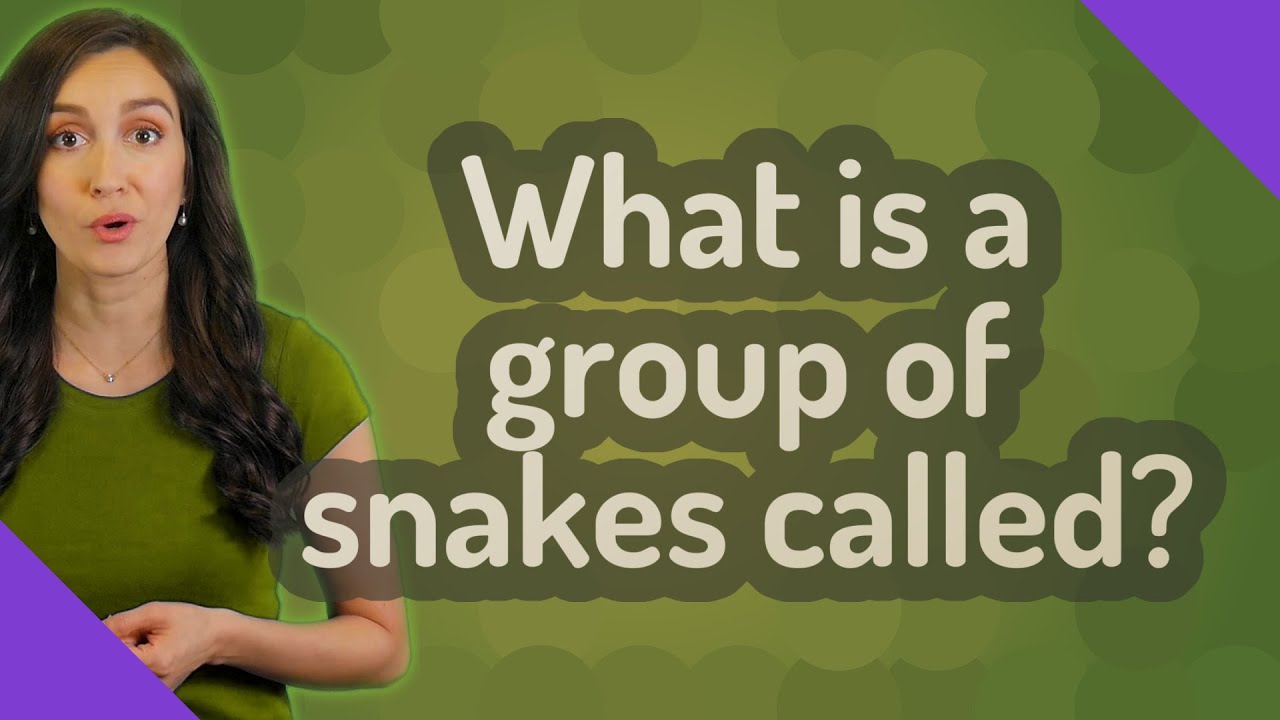 What is a group of snakes called? YouTube