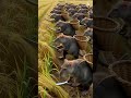 কৃষি কাজ Rat Man #ratmam #shortvideo