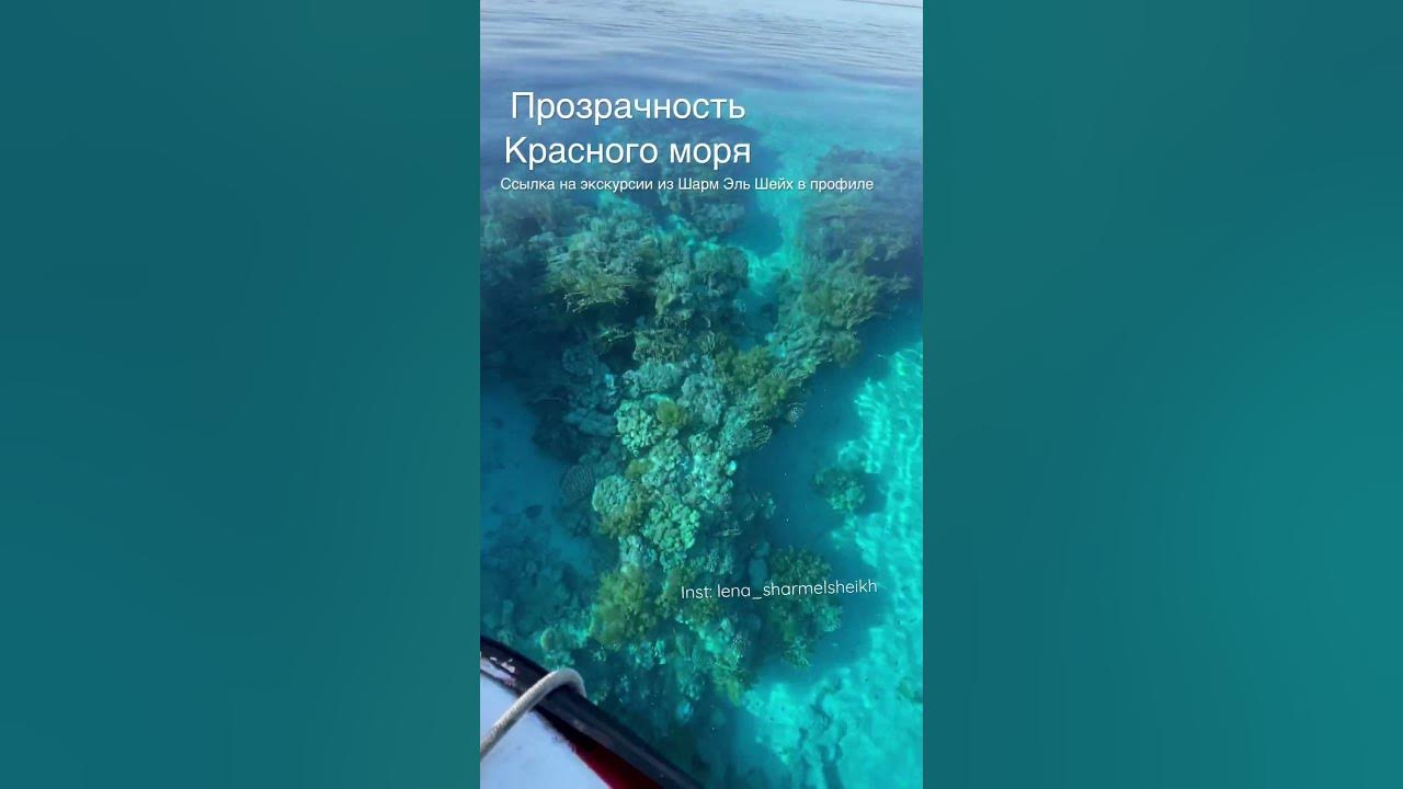 Риф Джексона Шарм Эль Шейх