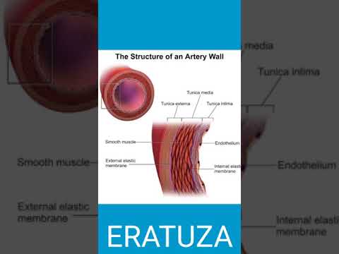 Vídeo: Què és l'aterosclerosi, l'arteriosclerosi i l'arteriolosclerosi?