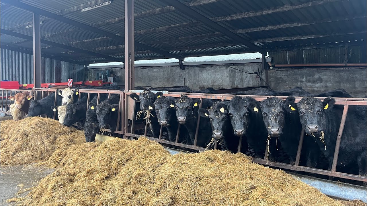 Проблемы и неудачи, связанные с окотом ягнят, честное земледелие.