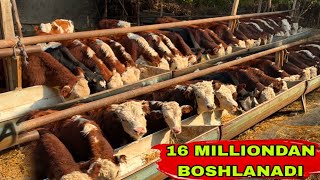 картинка: ZODLI BUQALARNI NARXI KESKIN TUSHIB KETDIYUU👍👍👍21 октября 2025 г.